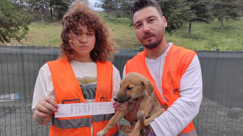 Ankara'da zehirlenen 9 yavru köpekten 2'si öldü