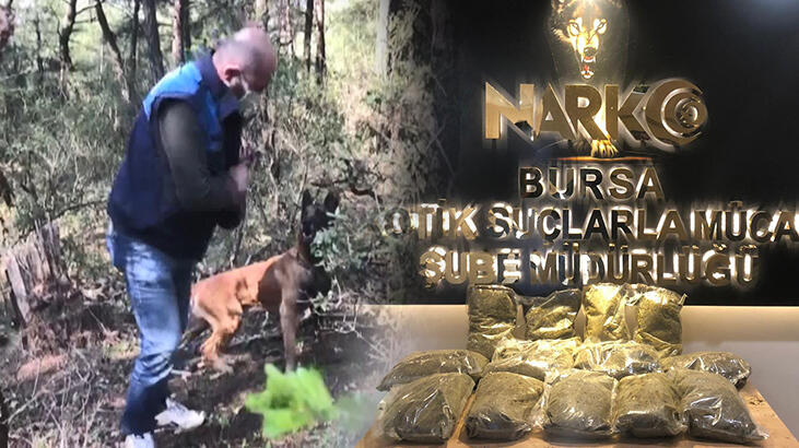 Bursa'da ormanlıktaki 12 kilo uyuşturucuyu 'Galya' buldu