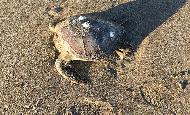 Alanya’da 4 caretta caretta ölüsü sahile vurdu