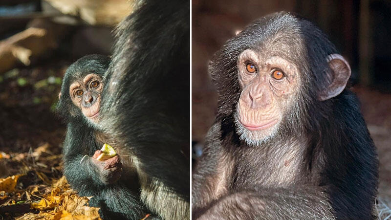 İsveç’te kaçan 4 şempanzeyi silahla öldüren hayvanat bahçesi ağır eleştiri altında
