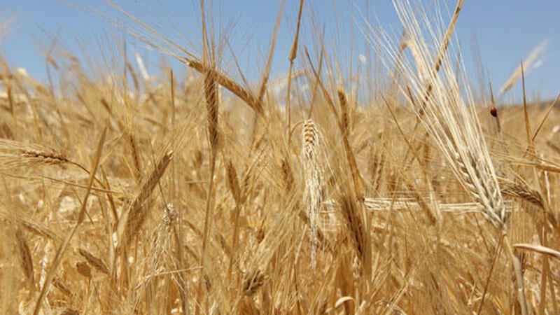 Tarım ve Orman Bakanlığı'ndan, 'uygun fiyatlı buğday' açıklaması